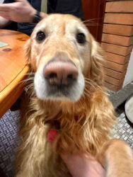 Switzerland, Cama - Best dog