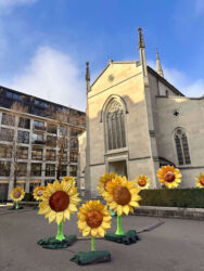 Switzerland, Lucerne - Sunflowers