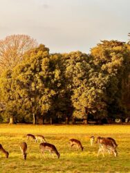 Ireland, Dublin - Phoenix Park