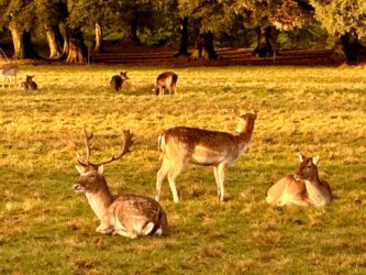 Ireland, Dublin - Phoenix Park