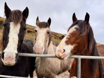 Ireland, Dingle Peninsula - Horses