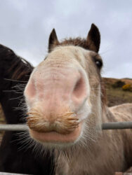 Ireland, Dingle Peninsula - Horse