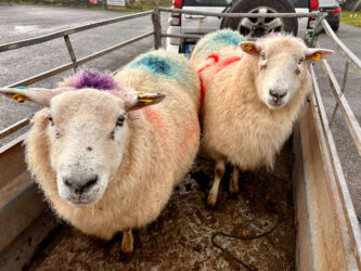 Ireland, Dingle Peninsula - Sheep