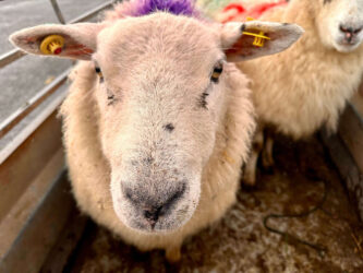 Ireland, Dingle Peninsula - Sheep