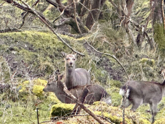 Ireland, Ring of Kerry - Killarney National Park