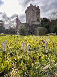 Ireland, Cork - Blarney Castle