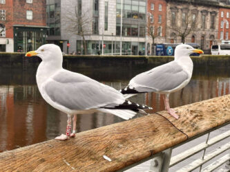 Ireland, Dublin - Seagulls