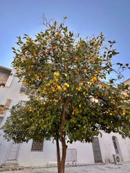Greece, Nafplio - Orange tree