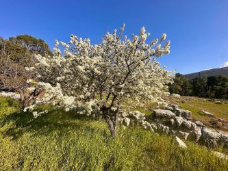 Greece, Epidaurus - The sanctuary of Asklepios