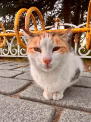 Türkiye, Istanbul - Cat