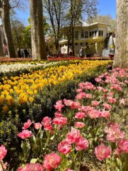 Türkiye, Istanbul - Tulip Festival at Gulhane Park