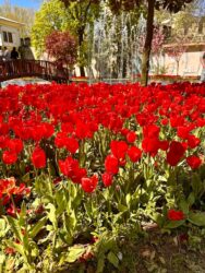 Türkiye, Istanbul - Tulip Festival at Gulhane Park