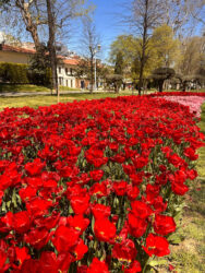 Türkiye, Istanbul - Tulip Festival at Gulhane Park