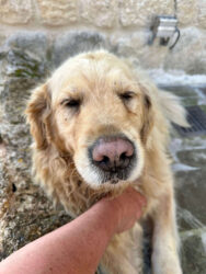 Türkiye, Ürgüp - Dog