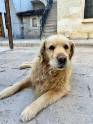 Türkiye, Ürgüp - Dog