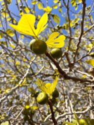 Türkiye, Çanakkale - Fig tree