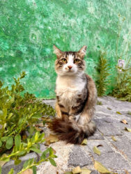 Türkiye, Selçuk - Cat