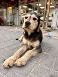 Türkiye, Selçuk - Dog
