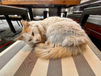 Türkiye, Selçuk - Cat