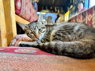 Türkiye, Ephesus - Cat