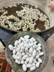 Türkiye, Selçuk - Arvalya Carpet Center, silkworms