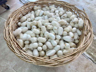 Türkiye, Selçuk - Arvalya Carpet Center, silkworms