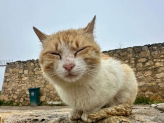 Türkiye, Pamukkale - Cat