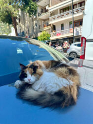 Türkiye, Kas - Cat