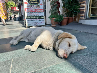 Türkiye, Kas - Dog