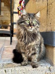 Türkiye, Nevşehir - Cat